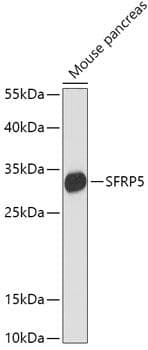 SFRP5 Antibody