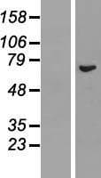 REC8 Protein (Over-Expression Lysate Myc-DDK (Flag))