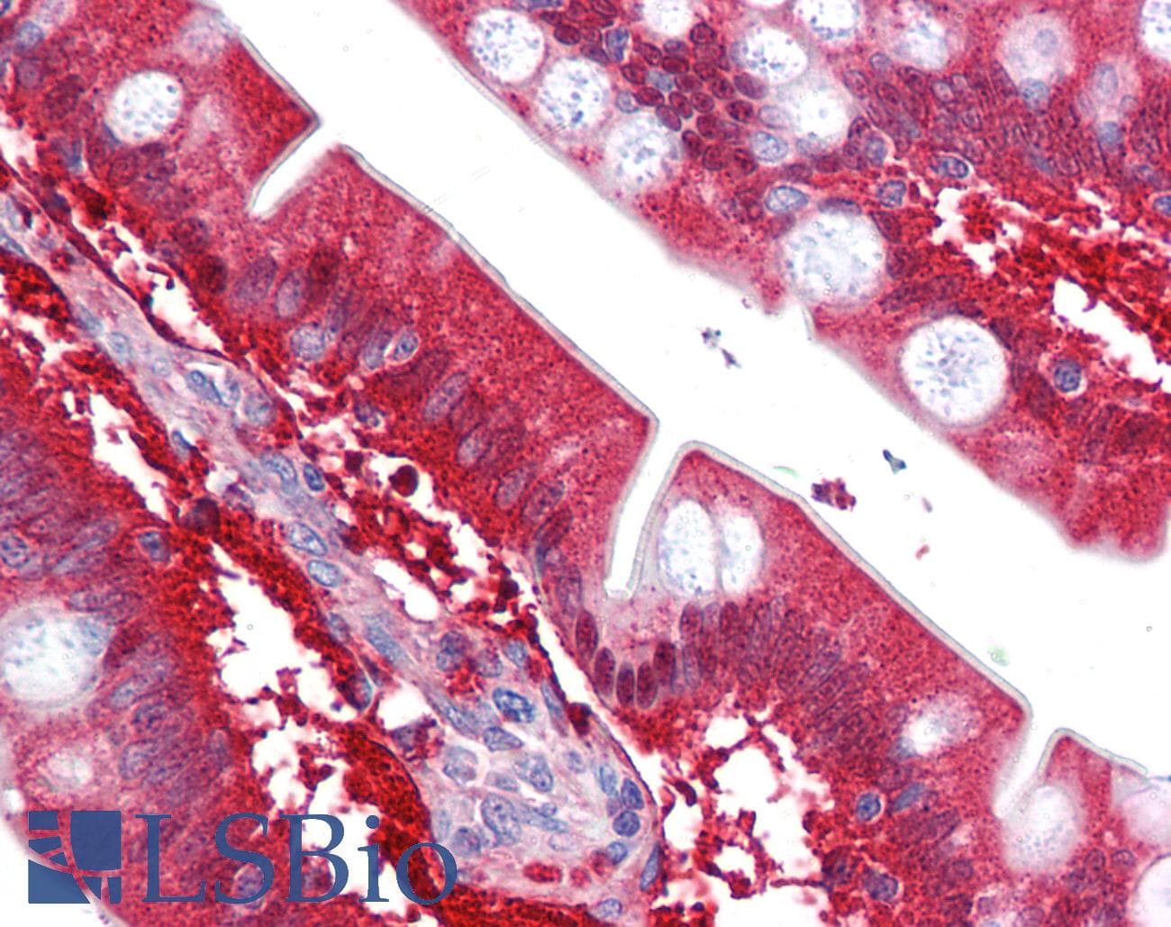 IHC-plus™ CBR / CBR1 Antibody (clone AT4E12)
