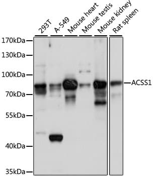 ACSS1 Antibody