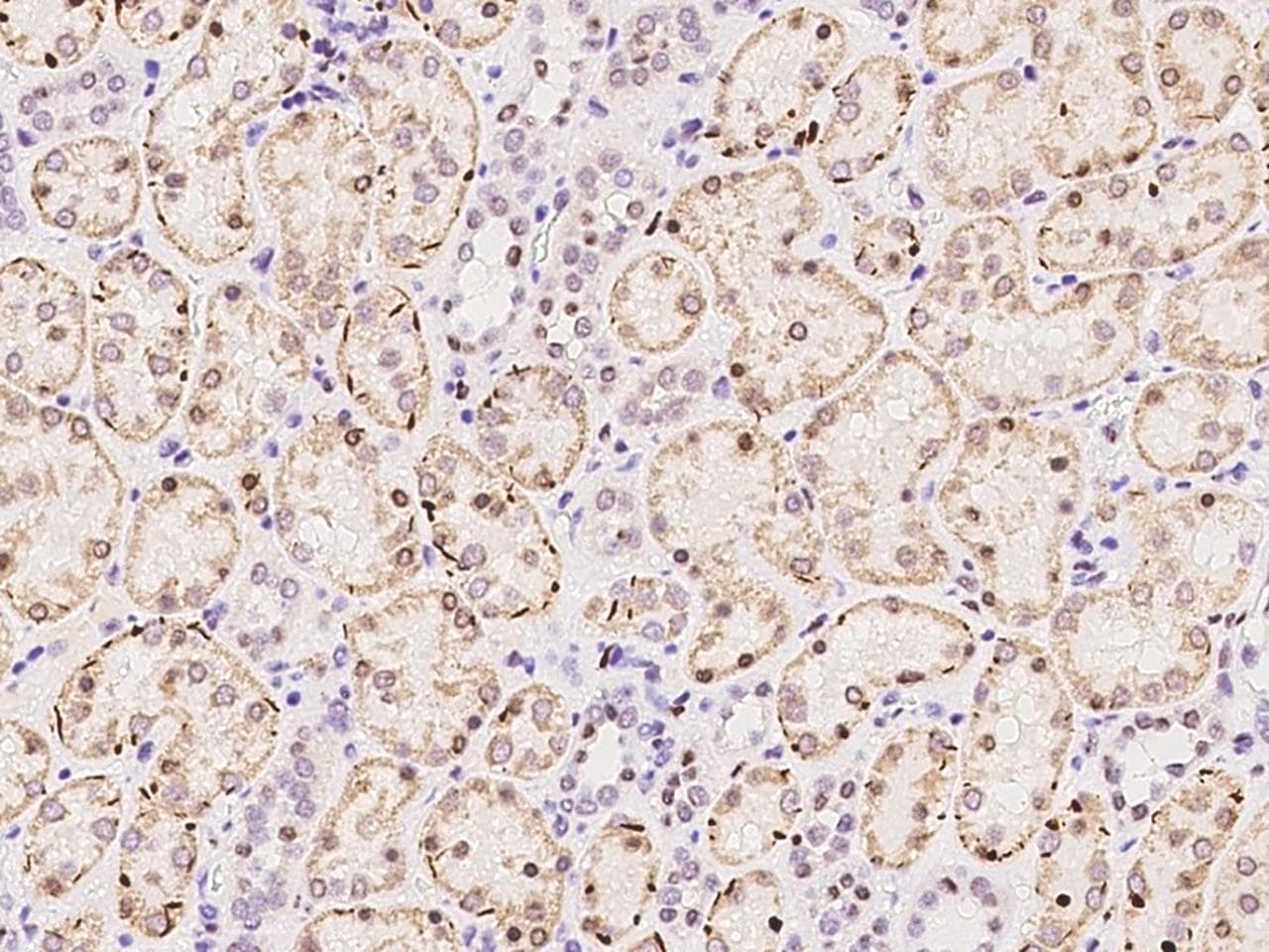 HDAC6 Antibody (Preservative Free)