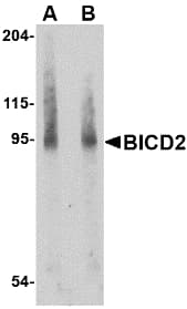 BICD2 Antibody