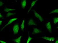 CLNS1A Antibody (clone 2187C2a)