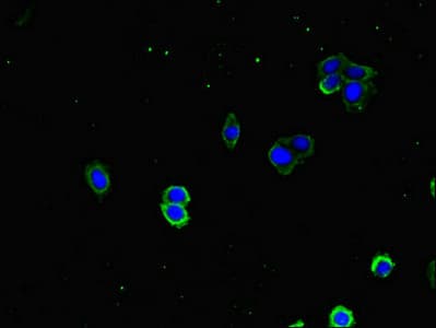 DNAJA1 / HDJ2 Antibody