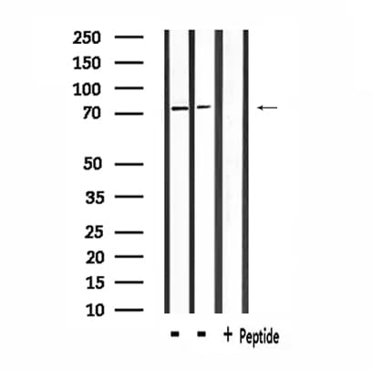 SLC9A7 Antibody