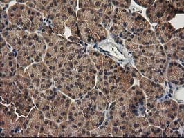 TBCEL / E-Like Antibody (clone OTI2A9)
