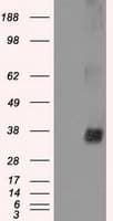 NEK6 Antibody (clone OTI5D7)