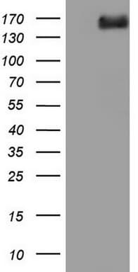 DCC Antibody (clone OTI4A1)