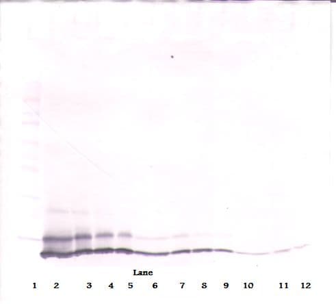 CXCL1 / GRO Alpha Antibody (Biotin)