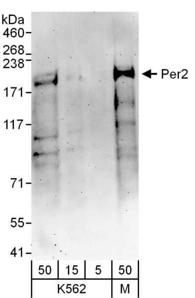 PER2 Antibody (aa1-50)