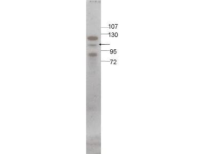 STAT5 A+B Antibody
