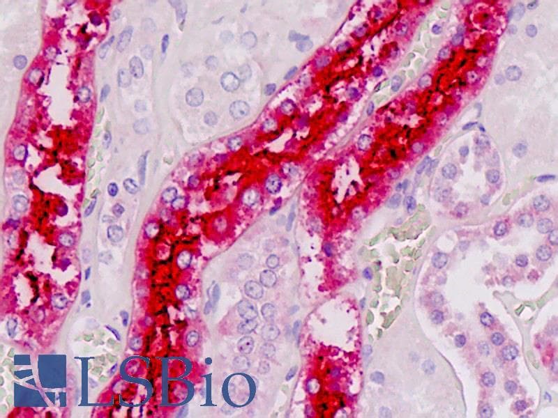 IHC-plus™ UMOD / Uromodulin Antibody (aa352-380)