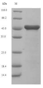 Arabidopsis thaliana Cystathionine Beta-Lyase Protein (Recombinant 6His, N-terminus)