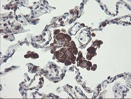 Monoclonal Mouse anti-Human TMEM173 / STING Antibody (clone 1A7, Carrier-free, IHC, WB)