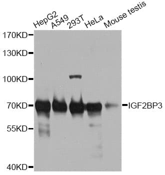IMP-3 / IGF2BP3 Antibody