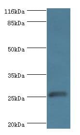 MOB1B / MOBKL1A Antibody (aa2-216, HRP)