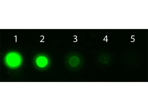 AKT1 Antibody (Internal, clone 14E5.A2.B2.H9, APC)