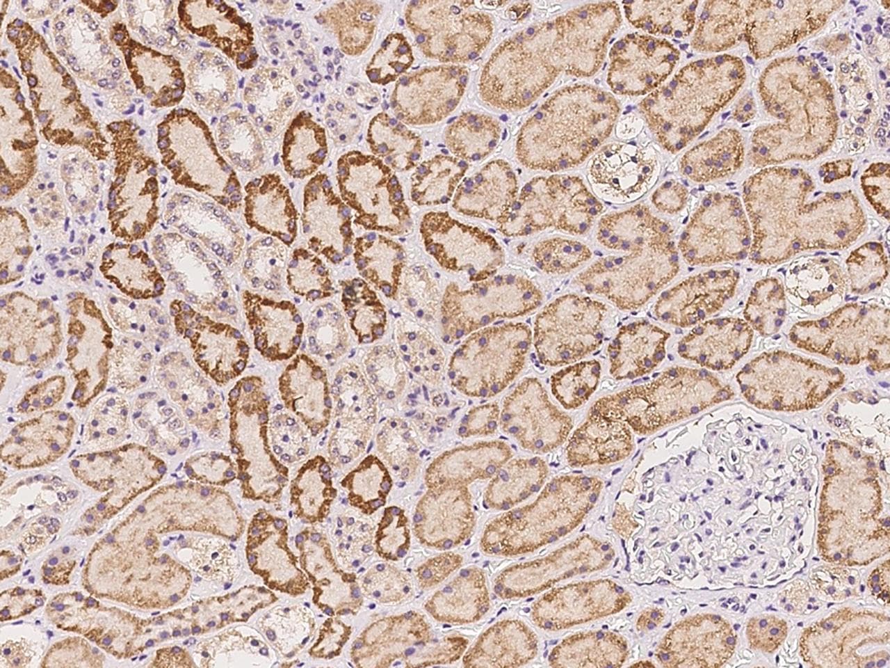 SIDT1 Antibody