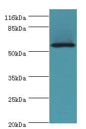 LAMP2 / CD107b Antibody