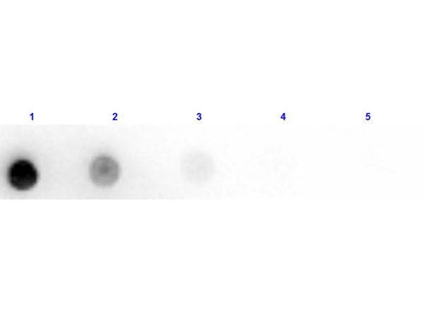 Rabbit Anti-Horse IgM Secondary Antibody (HRP)