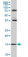 MAGOH Antibody (clone 6E11)