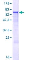 Human ZNF821 Protein (Recombinant GST)