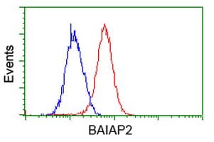 BAIAP2 / IRSP53 Antibody (clone OTI 1D9)