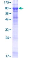 Human CNGA4 Protein (Recombinant GST)