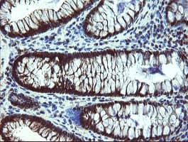 TBCC Antibody (clone OTI4C4)
