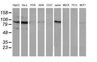 MAPK12 / ERK6 / SAPK3 Antibody (clone OTI3D4, Carrier-free)
