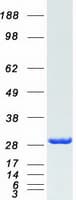 Human FKBP25 / FKBP3 Protein (Recombinant Myc-DDK (Flag))