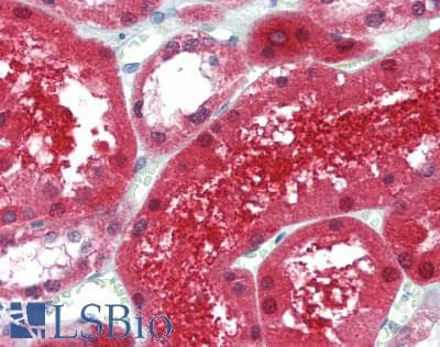 IHC-plus™ GPC6 / Glypican 6 Antibody