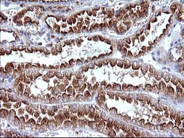 SCAMP2 Antibody (clone OTI3C2)