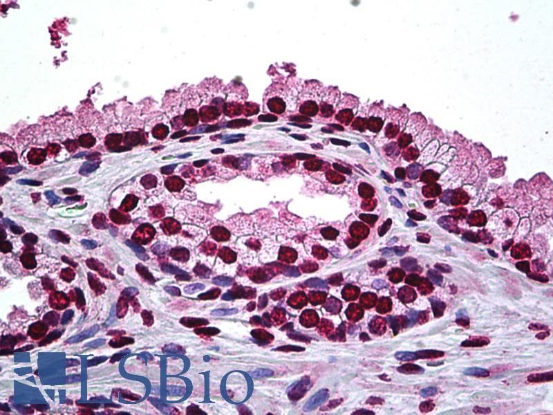 IHC-plus™ DLX2 Antibody (clone 2B12)