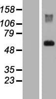 Human SPINT1 / HAI-1 Protein (Over-Expression Lysate Myc-DDK (Flag))
