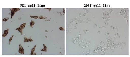 Monoclonal Mouse anti-Human PDCD1 / CD279 / PD-1 Antibody (clone OTI24D2, IF, WB)