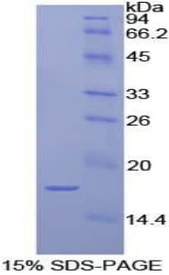 Dog IL1A / IL-1 Alpha Protein (Recombinant His)