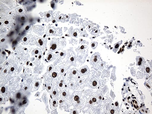 Monoclonal Mouse anti-Human PTBP3 / ROD1 Antibody (clone OTI5G7, aa300-552, IHC, WB)