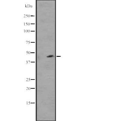 WWTR1 / TAZ Antibody