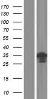 METTL11B Protein (Over-Expression Lysate Myc-DDK (Flag))