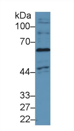 NOX4 Antibody (aa220-392, APC)