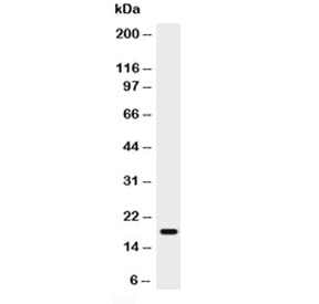 KITLG / SCF Antibody (aa26-190)