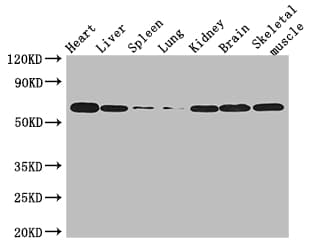 TBX21 / T-bet Antibody