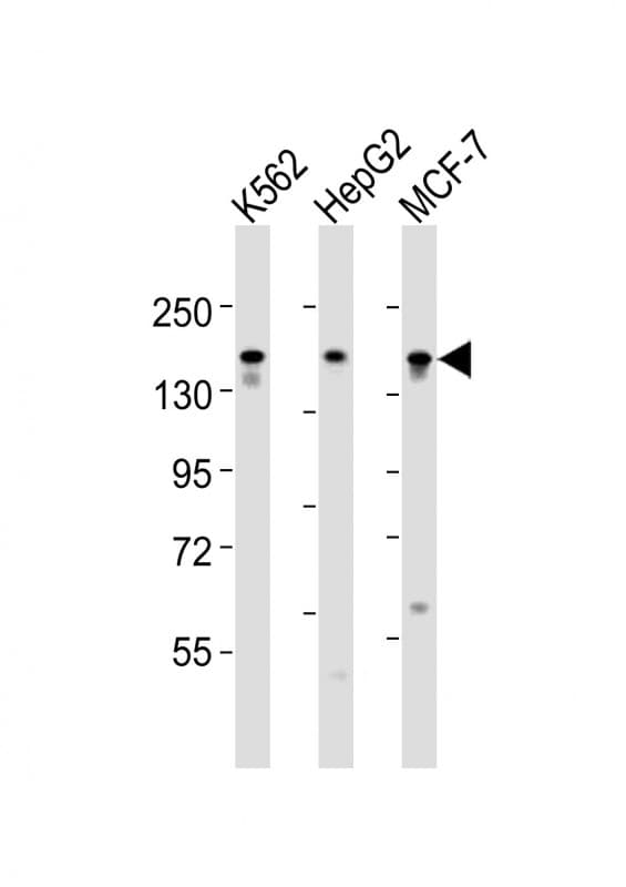 RAPGEF1 Antibody (aa536-569)