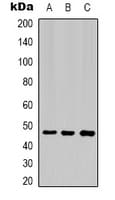Monoclonal Mouse anti-Human AQP4 / Aquaporin 4 Antibody (IHC, IF, WB)