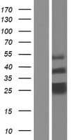 TMED7 Protein (Over-Expression Lysate Myc-DDK (Flag))