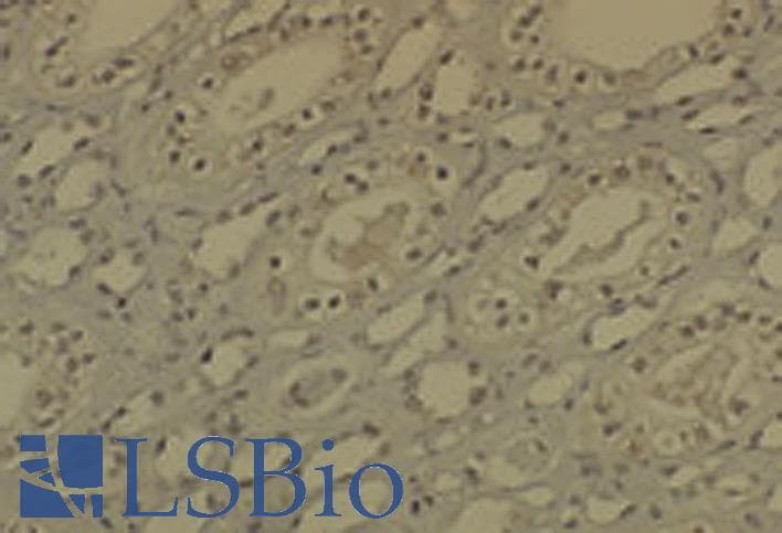 DNMT / DNMT1 Antibody (aa637-650, clone 60B1220.1, APC)