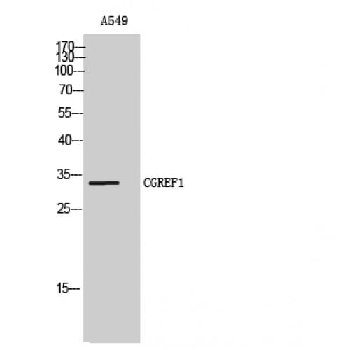 CGREF1 Antibody (210-290 aa, C-terminal)
