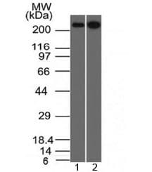 SPTBN2 Antibody (clone SPTBN2/1582, Azide-free, BSA-free)