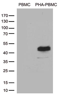 Monoclonal Mouse anti-Human TNFRSF4 / CD134 / OX40 Antibody (clone OTI2F12A2, WB)